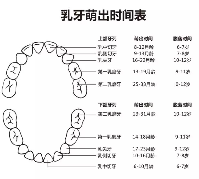 尚佳專業(yè)月嫂丨何時長牙才算正常？